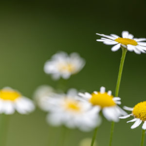 NIKKOR_Z_MC_105mm_2.8_VR_S_3