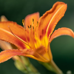 NIKKOR_Z_MC_105mm_2.8_VR_S_5