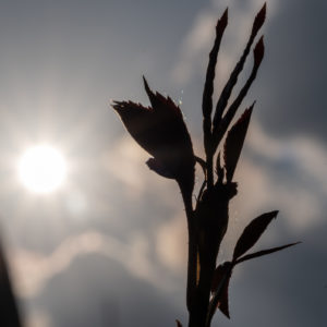 NIKKOR_Z_MC_105mm_2.8_VR_S_6