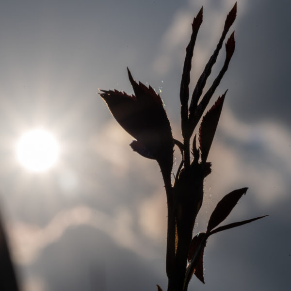 NIKKOR_Z_MC_105mm_2.8_VR_S_6