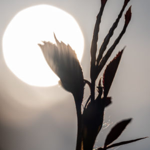 NIKKOR_Z_MC_105mm_2.8_VR_S_7