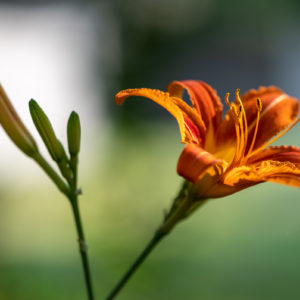 NIKKOR_Z_MC_105mm_2.8_VR_S_8