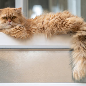 NIKKOR_Z_MC_105mm_2.8_VR_S_9