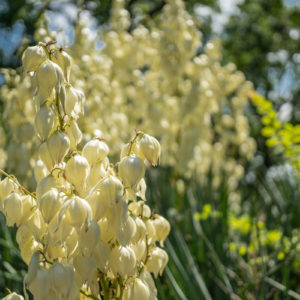 Sony_FE_40mm_f2.5_G_4