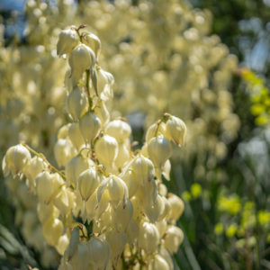 Sony_FE_50mm_f2.5_G_7