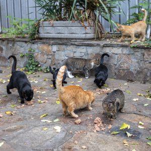 Canon_RF_14-35mm_f_4L_IS_USM_40