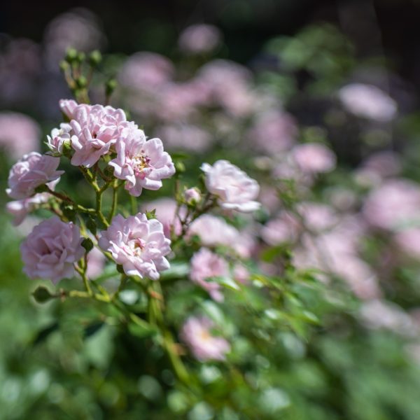 Nikon_Z_fc_13