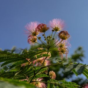 Tamron_17-28mm_F_2.8_Di_III_RXD_1