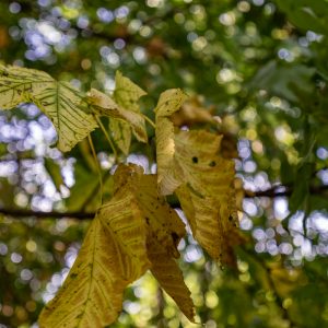 Tamron_17-28mm_F_2.8_Di_III_RXD_11