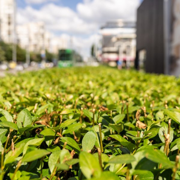 Tamron_17-28mm_F_2.8_Di_III_RXD_9