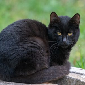 AF-S NIKKOR_500mm_F5.6E_PF_ED_VR_1