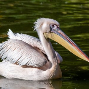 AF-S NIKKOR_500mm_F5.6E_PF_ED_VR_10