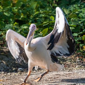 AF-S NIKKOR_500mm_F5.6E_PF_ED_VR_11