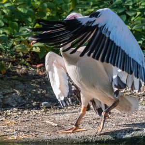 AF-S NIKKOR_500mm_F5.6E_PF_ED_VR_12