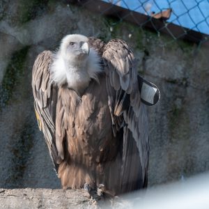 AF-S NIKKOR_500mm_F5.6E_PF_ED_VR_13