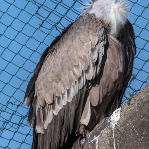 AF-S NIKKOR_500mm_F5.6E_PF_ED_VR_14