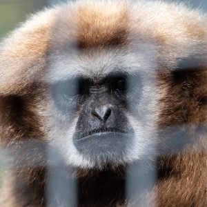 AF-S NIKKOR_500mm_F5.6E_PF_ED_VR_15