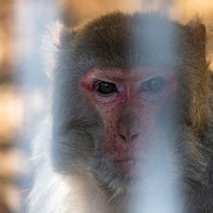 AF-S NIKKOR_500mm_F5.6E_PF_ED_VR_16