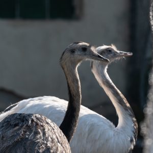 AF-S NIKKOR_500mm_F5.6E_PF_ED_VR_17