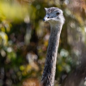 AF-S NIKKOR_500mm_F5.6E_PF_ED_VR_18