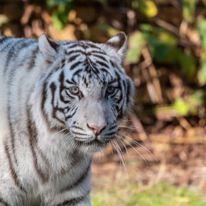 AF-S NIKKOR_500mm_F5.6E_PF_ED_VR_19