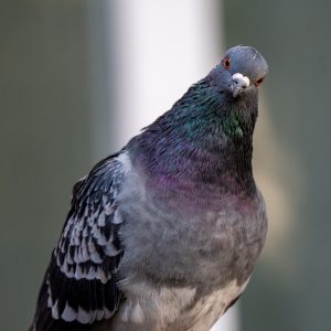 AF-S NIKKOR_500mm_F5.6E_PF_ED_VR_2