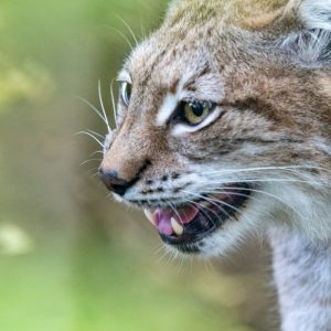 AF-S NIKKOR_500mm_F5.6E_PF_ED_VR_20