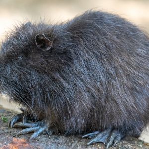 AF-S NIKKOR_500mm_F5.6E_PF_ED_VR_21