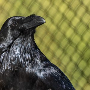 AF-S NIKKOR_500mm_F5.6E_PF_ED_VR_22