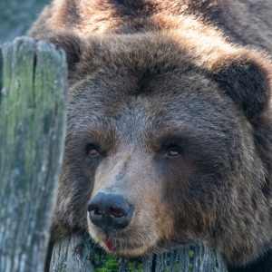 AF-S NIKKOR_500mm_F5.6E_PF_ED_VR_23