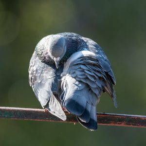 AF-S NIKKOR_500mm_F5.6E_PF_ED_VR_24