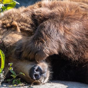 AF-S NIKKOR_500mm_F5.6E_PF_ED_VR_25