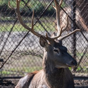 AF-S NIKKOR_500mm_F5.6E_PF_ED_VR_26