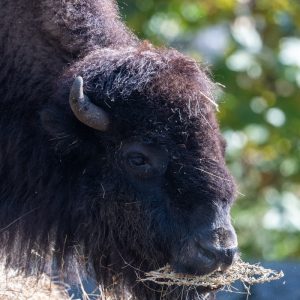 AF-S NIKKOR_500mm_F5.6E_PF_ED_VR_27