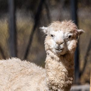 AF-S NIKKOR_500mm_F5.6E_PF_ED_VR_28