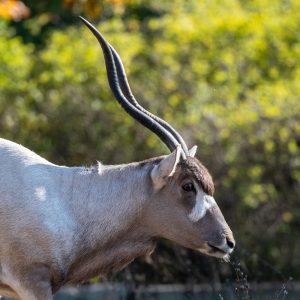 AF-S NIKKOR_500mm_F5.6E_PF_ED_VR_29