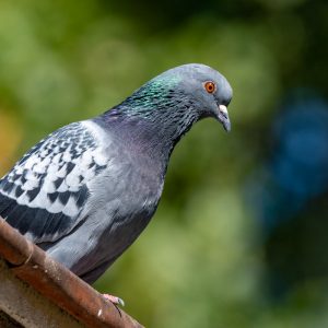 AF-S NIKKOR_500mm_F5.6E_PF_ED_VR_3