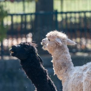 AF-S NIKKOR_500mm_F5.6E_PF_ED_VR_30