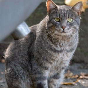 AF-S NIKKOR_500mm_F5.6E_PF_ED_VR_4