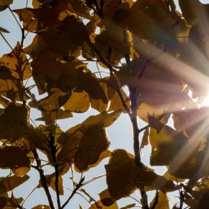 AF-S NIKKOR_500mm_F5.6E_PF_ED_VR_5