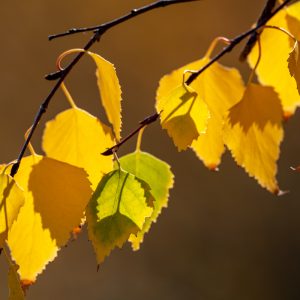 AF-S NIKKOR_500mm_F5.6E_PF_ED_VR_6