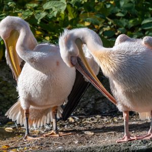 AF-S NIKKOR_500mm_F5.6E_PF_ED_VR_8