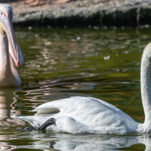 AF-S NIKKOR_500mm_F5.6E_PF_ED_VR_9