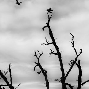 Spotlight_Mariana_dobreva (18)