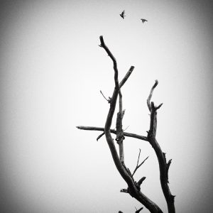 Spotlight_Mariana_dobreva (19)