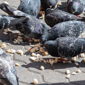 NIKKOR-Z-70-200mm-f-2.8-VR-S_14