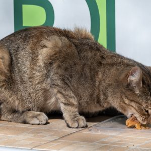 NIKKOR-Z-70-200mm-f-2.8-VR-S_15