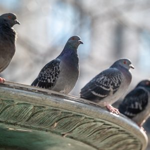 NIKKOR-Z-70-200mm-f-2.8-VR-S_4