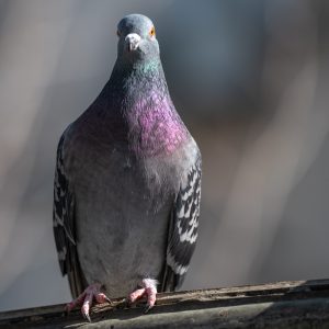 NIKKOR-Z-70-200mm-f-2.8-VR-S_5