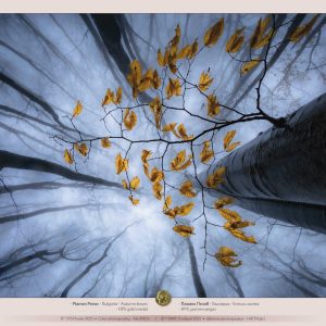 8th_IPS_Plovdiv_2021_slideshow_of_TOP_awarded_9